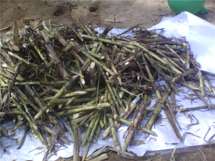 巨菌草种植示范图 