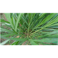 巨菌草创造山地高优农业新模式 