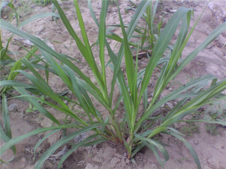 巨菌草基地 
