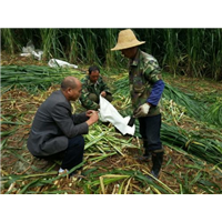 巨菌草产草量高 