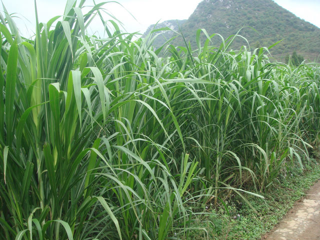 巨菌草菌草业技术现状与趋势 