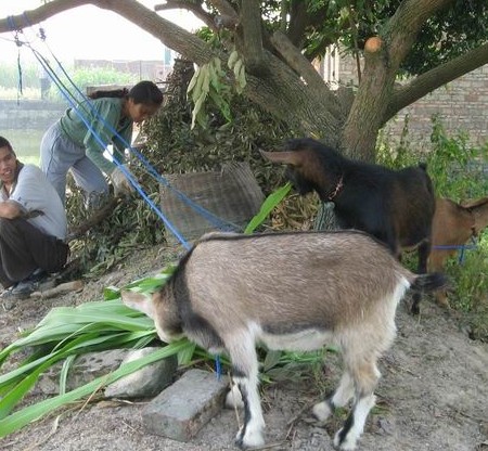 巨菌草养羊