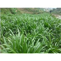 巨菌草养羊可以吗 