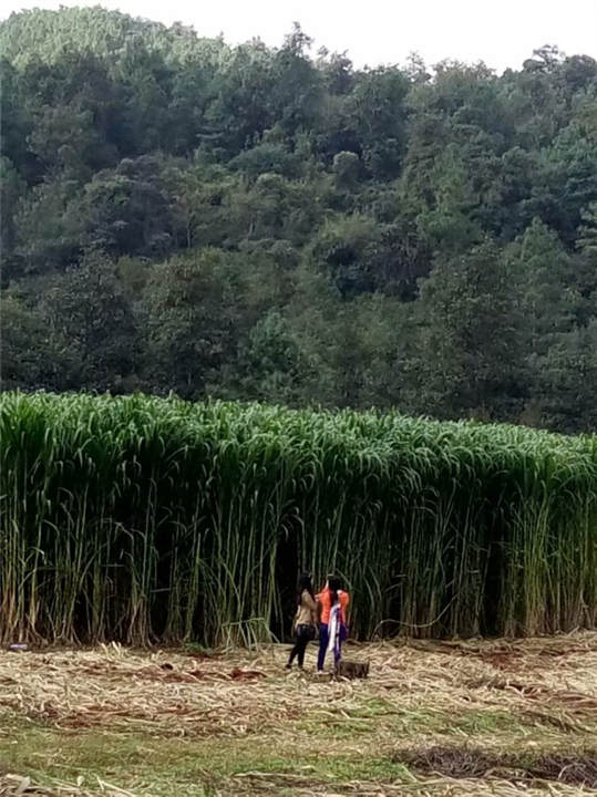 巨菌草管理