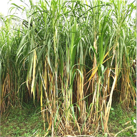 福建巨菌草多年生、产量高 