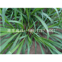 福建巨菌草种植基地 