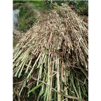 山东巨菌草种苗种植 