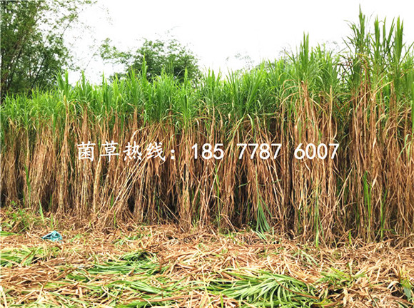 菌草绿洲一号种植基地 