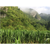 海南巨菌草种苗种植 