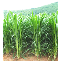 广西巨菌草基地 