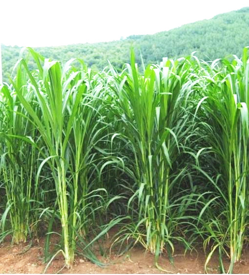 广西巨菌草基地 