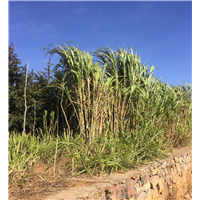 巨菌草收割基地现场 