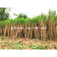 菌草绿洲一号种植基地 