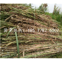 山东巨菌草小苗基地 