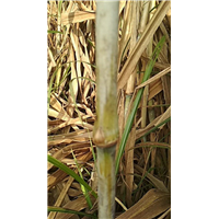 广西巨菌草基地收割 