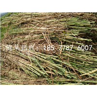 广西巨菌草干货批发 