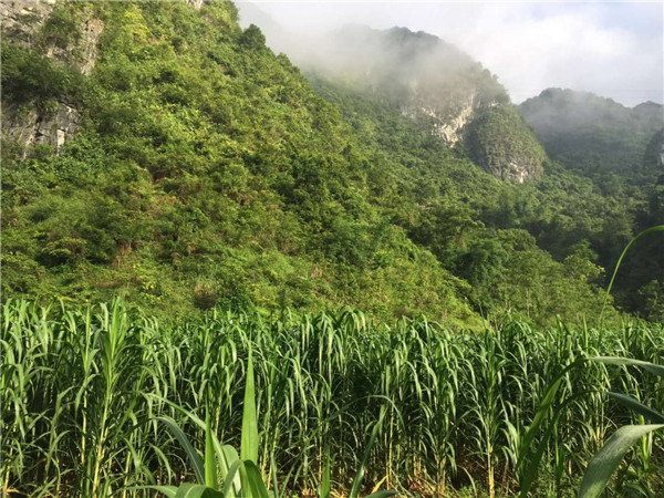 海南巨菌草种苗种植 