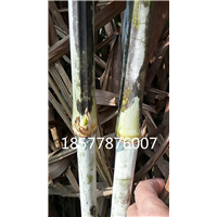 福建巨菌草种苗 