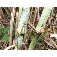 广西巨菌草种植耐旱、耐涝、耐盐碱 