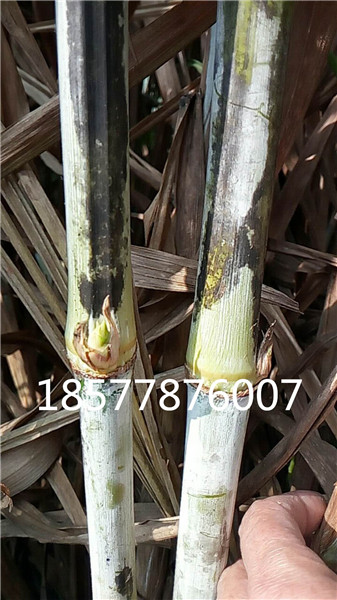 福建巨菌草种苗 