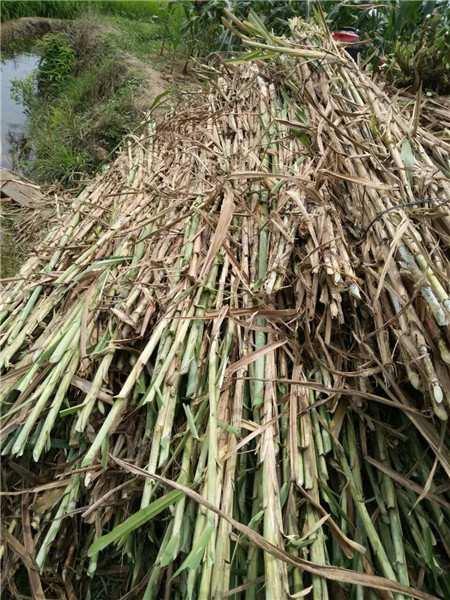山东巨菌草种苗种植 
