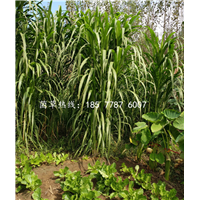 福建绿洲一号种苗巨菌草出售 