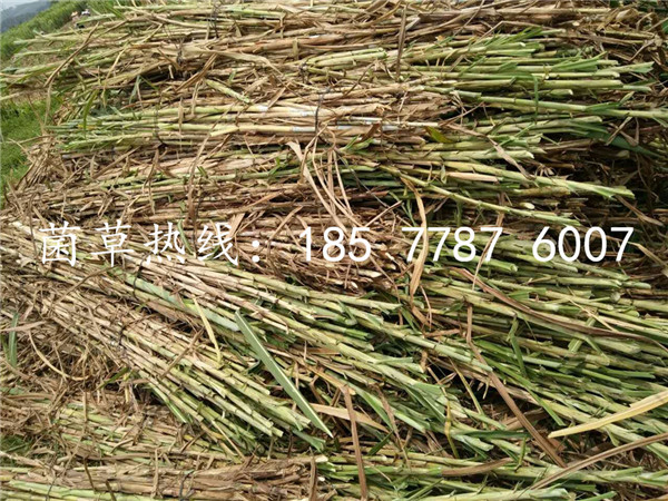 广西巨菌草干货批发 