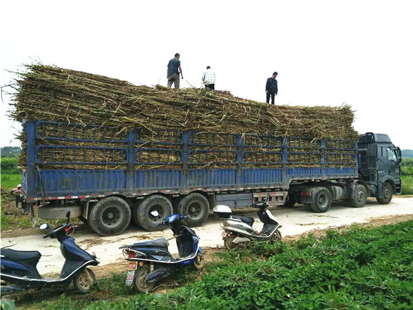 广西巨菌草基地直销 