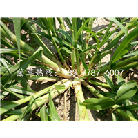 福建巨菌草收割 