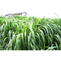 海南巨菌草耐旱性测试 