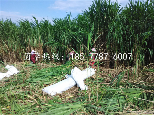 广西加绿洲一号巨菌草 