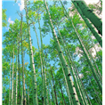河北白桦树批发@价格@供应@基地@种植 