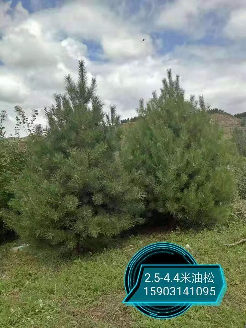 承德油松 