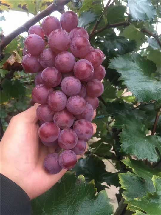 衡水葡萄批发厂家电话