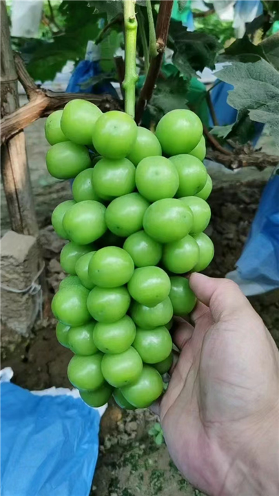 衡水葡萄批发价格
