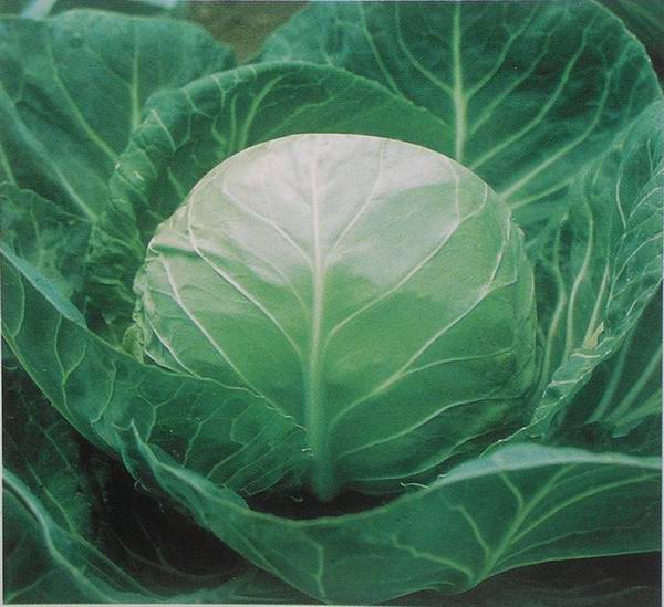 湖北包菜代办|湖北包菜价格 