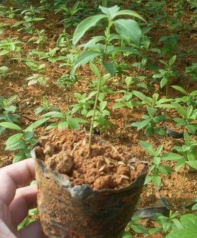 深圳闽楠苗