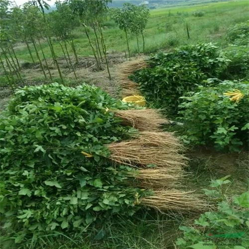 广州枫香苗价格a广东枫香苗