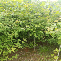 增城枫香苗基地a广州枫香苗