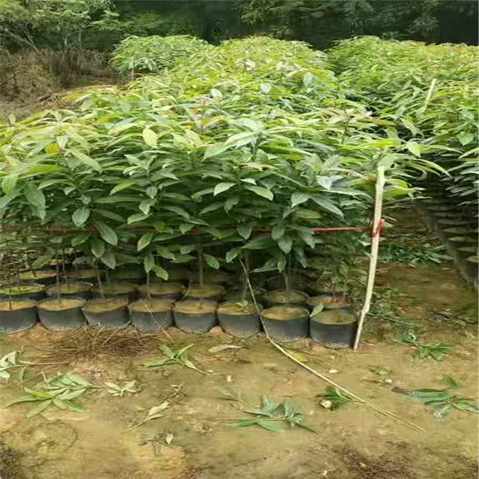 广州木荷大袋苗