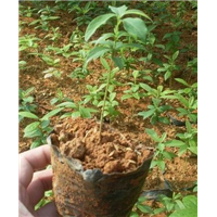 深圳闽楠苗