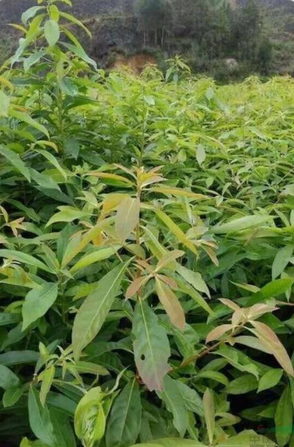 茂名木荷苗