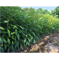 阳江木荷苗