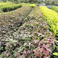 广州枫香苗基地a供应枫香苗