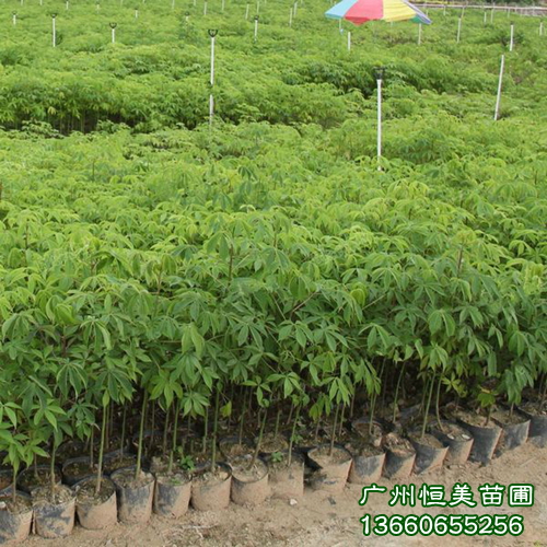 大腹木棉价格【广东大腹木棉】大腹木棉