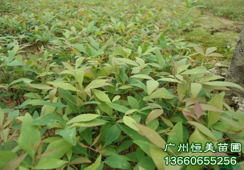 白玉兰苗基地\汕尾白玉兰苗价格\白玉兰苗