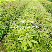 广州木荷苗价格，广州木荷苗，批发木荷苗