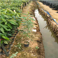 广州木荷苗基地