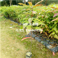 木荷、又可以叫(荷树)，广州木荷苗基地