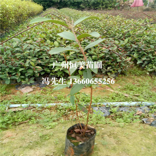 广州桃金娘苗、广州山棯子苗、广州果苗